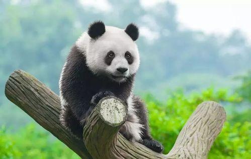 娱乐吃瓜大熊猫视频下载,萌态可掬萌翻网友